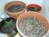 grow.jpg grow.jpg