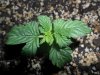 grow 096.jpg grow 096.jpg