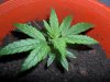 grow 093.jpg grow 093.jpg