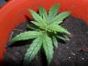 grow 092.jpg grow 092.jpg