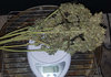 GLauto1_day64.jpg