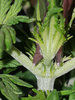 VLauto_day19_topping.jpg