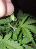 VLauto_day19_topped.jpg