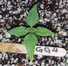 GG4auto2_day10.jpg