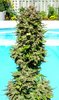 Illuminauto #42 Grizzly Crinkle 2 (1).jpg