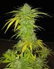 Illuminauto #42 Grizzly Crinkle 3 PM.jpg