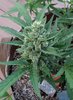 Double Grape 2 BUD.jpg