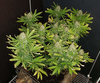 BGfem_day112.jpg