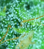 GLauto2_day78_trichomes.jpg