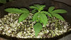 GG4auto2_day16.jpg