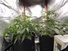 Week 5