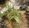 09-14-21_Day 21_Num_2_Sam.jpg