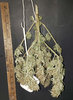 GLauto.2_hung.jpg