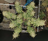 GoldLeafAuto2_day83.jpg
