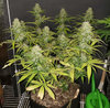 GG4auto.1_day65.jpg