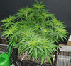 JRfem_day43.jpg
