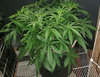 VLauto_day35.jpg