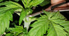 GG4auto.2_day19_topping.jpg