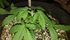 GG4auto.2_day19_topped.jpg