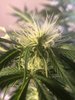 Freida bud week 9.jpg Freida bud week 9.jpg