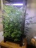 Freida week 9.jpg Freida week 9.jpg