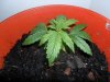 grow 115.jpg