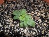grow 113.jpg