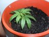 grow 112.jpg