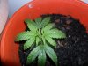 grow 111.jpg