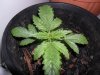 grow 107.jpg