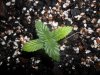 grow 109.jpg