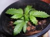 grow 108.jpg