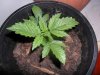 grow 101.jpg