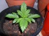 grow 105.jpg