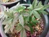 DSCF6344.JPG