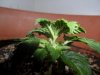 grow 116.jpg