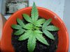 grow 127.jpg