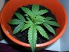 grow 125.jpg