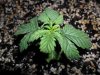 grow 124.jpg