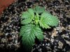 grow 123.jpg