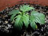 grow 122.jpg