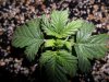 grow 121.jpg