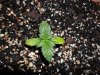 grow 120.jpg