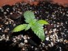 grow 119.jpg