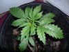 grow 118.jpg