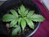 grow 117.jpg