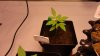 DSC01510.jpg