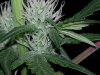 20130811_1646231702055844.jpg