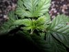grow 137.jpg