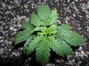grow 136.jpg